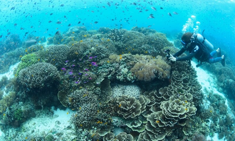 サンゴ礁の海を泳ぐダイバー