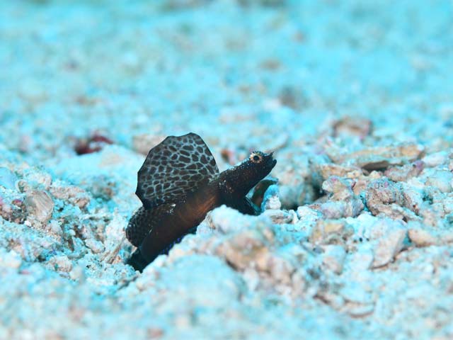 真栄田岬ツバメの根写真１