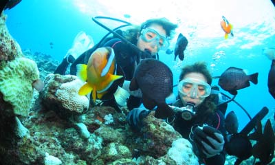 サンゴ礁と熱帯魚の体験ダイビング