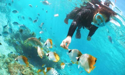 サンゴ礁と熱帯魚のシュノーケリング